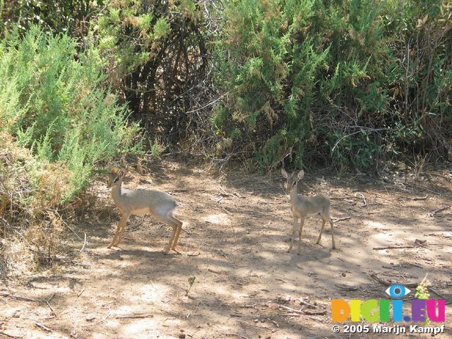 14203 Dik dik (my favourite animals)